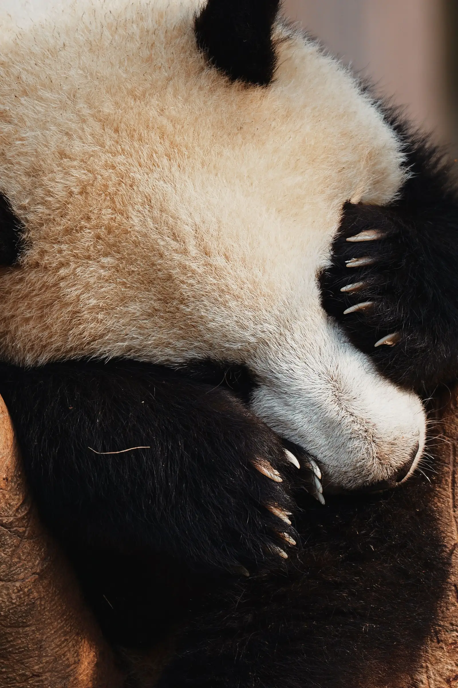 Close-up of a giant panda